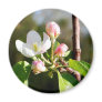 Apple Blossoms Refrigerator Magnet