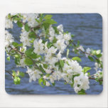 Apple Blossoms on the Penobscot River Mouse Pad