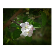 Apple Blossoms Post Card