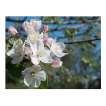 Apple Blossoms Post Cards