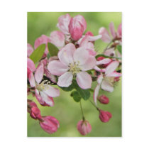 Apple blossoms postcard