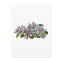 Apple Blossoms Post Card