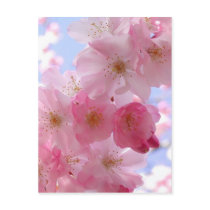 apple blossoms post card