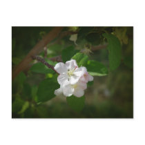 Apple Blossoms Post Card
