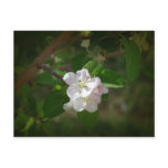 Apple Blossoms postcards