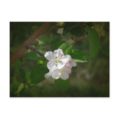 Apple Blossoms Post Card by Killlashandra