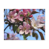 Apple Blossoms Postcards