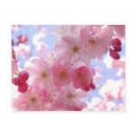 apple blossoms postcard