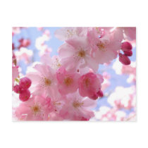 apple blossoms postcard