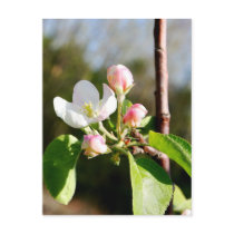 Apple Blossoms Postcard