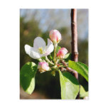 Apple Blossoms postcards