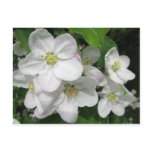 Apple Blossoms