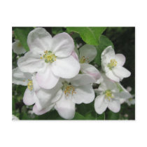 Apple Blossoms