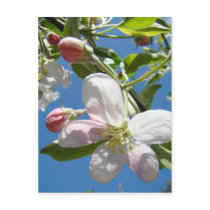 APPLE BLOSSOMS POSTCARD Blossom Post Card