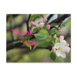 Apple Blossoms Postcard- customise any occasion