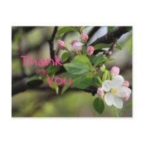 Apple Blossoms Postcard- customise any occasion
