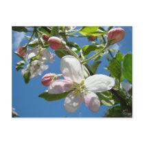 APPLE BLOSSOMS Postcards Spring Post Cards