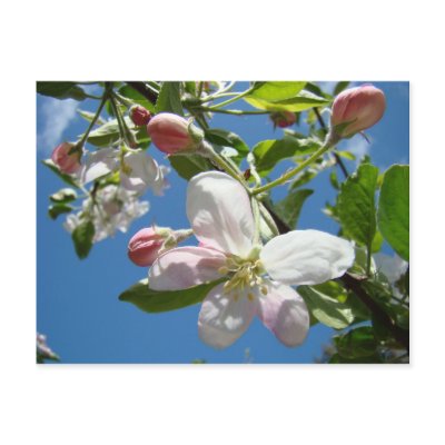 APPLE BLOSSOMS Postcards Spring Post Cards by Basleeartprintgifts