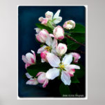 Apple Blossoms Posters