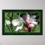 Apple Blossoms