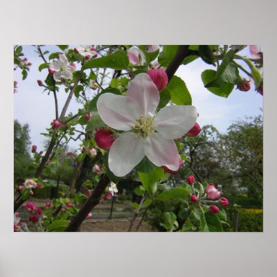 Apple Blossoms Posters by SweetRascal