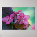 Apple Blossoms posters