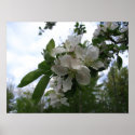 Apple Blossoms posters