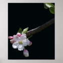Apple Blossoms posters