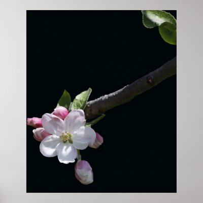 Apple Blossoms Print by FloralImages