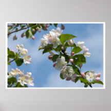 Apple Blossoms Print