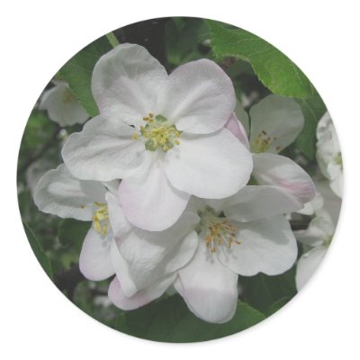 Apple Blossoms Stickers by gmlehmann