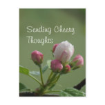 Apple Buds Postcard- customise