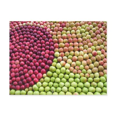 Apple Harvest Swirl Postcards by Regella