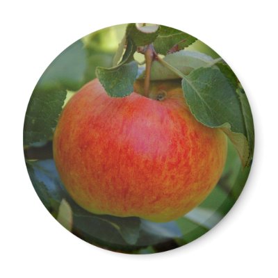 Apple James Grieve magnet by Thorninger