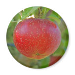 Apple Lobo Fridge Magnets