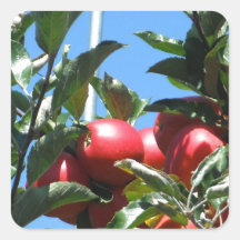 Apple Orchard Series Stickers