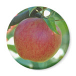 Apple Pederstrup Fridge Magnet