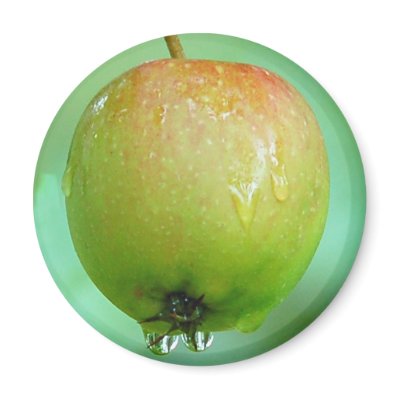 Apple Pigeon Fridge Magnets by Thorninger