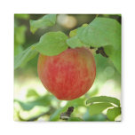 Apple Red Annanas - magnet