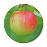 Apple Redfree Fridge Magnet