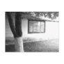 apple tree and old tool shed