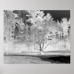 Apple Tree - B&W Poster 16x20 posters