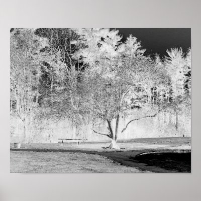 Apple Tree - B&W Poster 16x20 by HMoon22