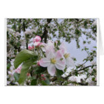 apple-tree blossom greeting card