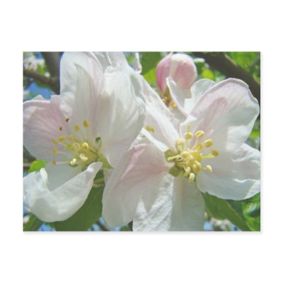 Apple Tree Blossom Flowers postcards Spring Floral by Basleeartprintgifts