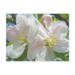 Apple Tree Blossom Flowers postcards Spring Floral