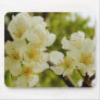 Apple tree blossom mouse pads