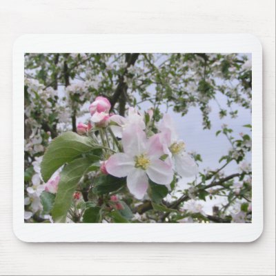 apple-tree blossom mouse pad by moozivaras