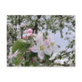 apple-tree blossom post card