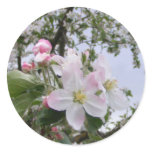apple-tree blossom stickers
